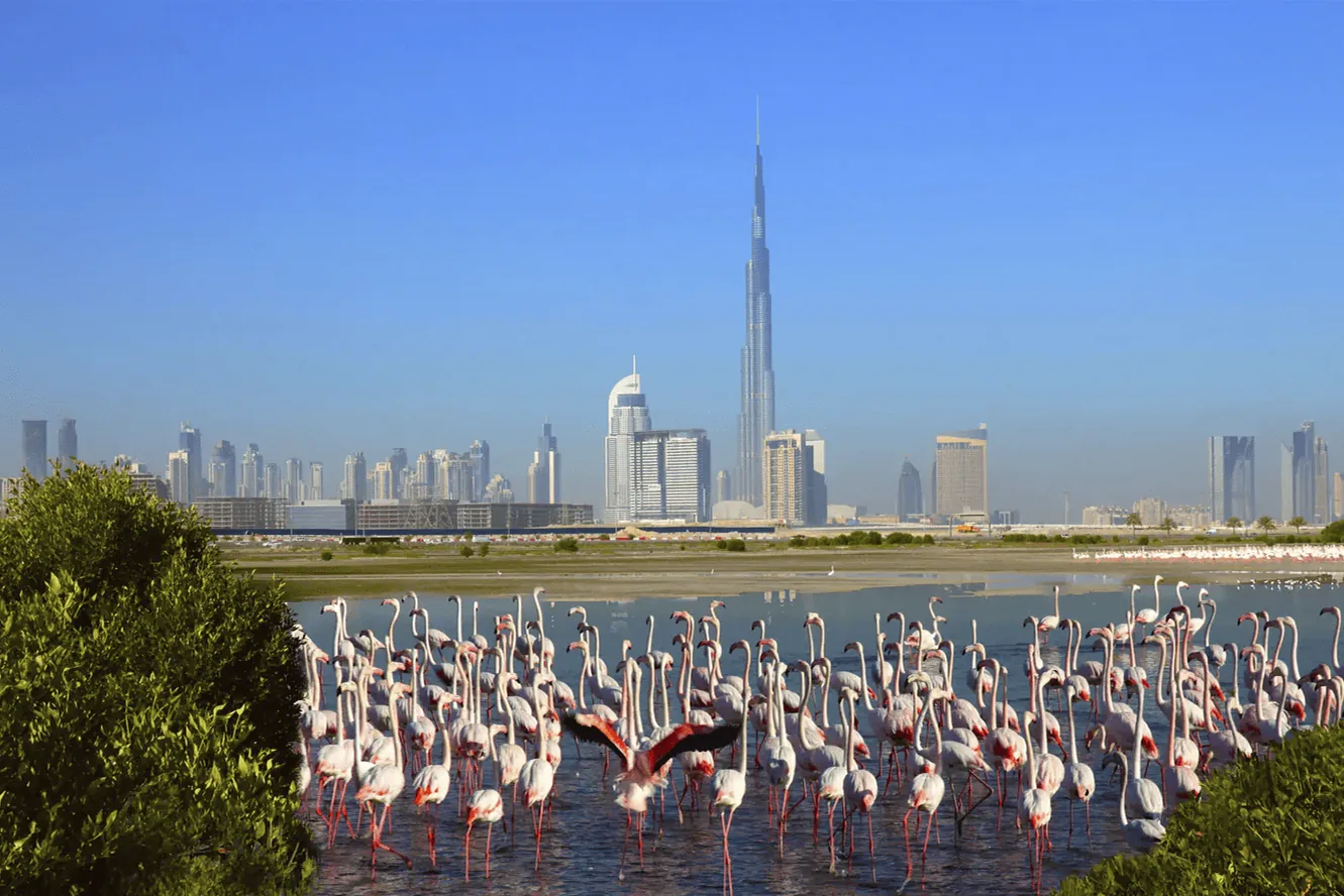 A Stone's throw from Ras Al Khor Reserve