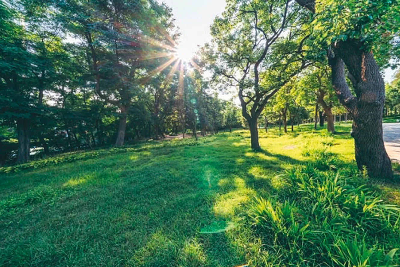 Green oasis within the complex
